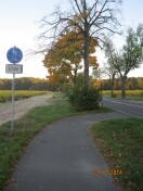 Foto: L88 Stammaustrieb am Radwegende: fehlende Sichtbeziehung 